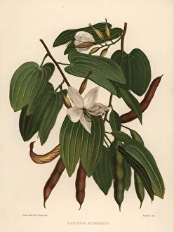 White orchid-tree, Bauhinia acuminata White orchid-tree, Bauhinia acuminata