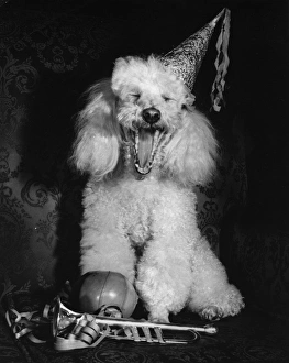 Bored Gallery: White poodle in a party hat