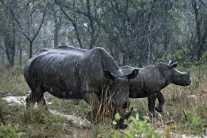 White Rhinoceros Gallery: White Rhinoceros / Square-lipped Rhino - mother