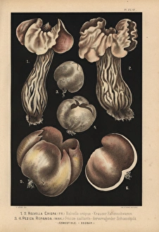 White saddle, Helvella crispa, and Palamino White saddle, Helvella crispa, and Palamino