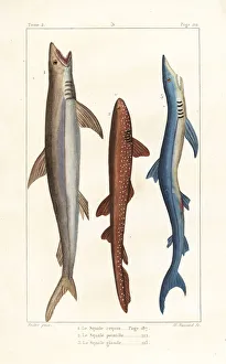 White shark, nurse shark and blue shark White shark, nurse shark and blue shark
