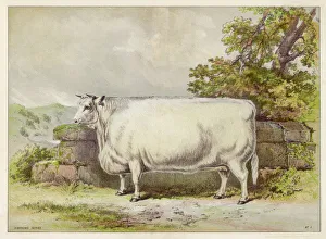 White shorthorn heifer exhibited at Smithfield White shorthorn heifer exhibited at Smithfield
