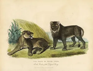 White or Silver Lions, Panthera leo melanochaita White or Silver Lions, Panthera leo melanochaita