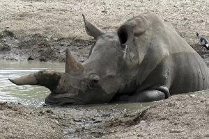 White / Square-lipped Rhino - resting in muddy pool