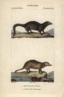 White tailed mongoose, Ichneumia albicauda White tailed mongoose, Ichneumia albicauda