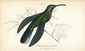 Blue Tailed Hummingbird Collection: White-tailed sabrewing, Campylopterus ensipennis
