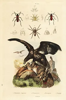 Fries Gallery: White-tailed sea eagle, water spider, Purpuricenus