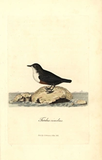 White-throated dipper or water ouzel, Cinclus cinclus White-throated dipper or water ouzel, Cinclus cinclus