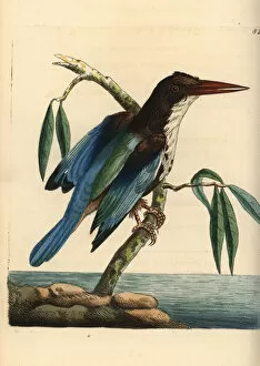 White-throated kingfisher, Halcyon smyrnensis