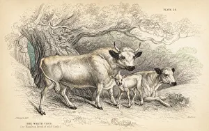 White urus, or Hamilton breed of wild cattle White urus, or Hamilton breed of wild cattle