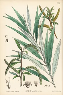 White willow or golden willow, Salix alba White willow or golden willow, Salix alba