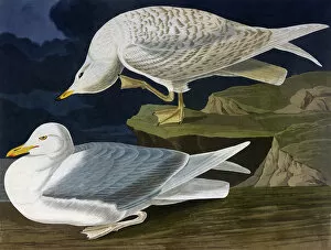 1830s Collection: White-Winged Silvery Gull, by John James Audubon