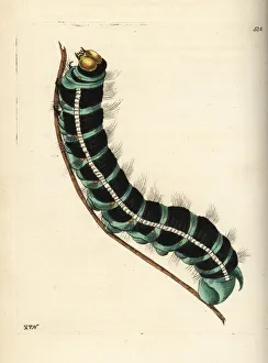 White witch moth caterpillar, Thysania agrippina White witch moth caterpillar, Thysania agrippina