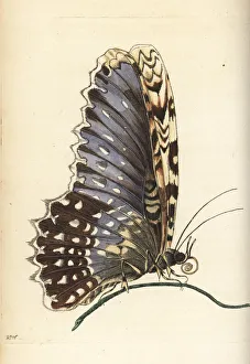 White witch moth, Thysania agrippina White witch moth, Thysania agrippina