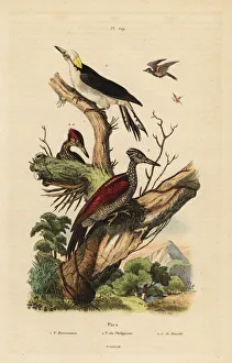 Fries Gallery: White woodpecker and Philippine pygmy woodpecker