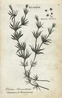 Whorled or chickweed waterwort, Elatine alsinastrum Whorled or chickweed waterwort, Elatine alsinastrum