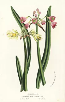 Flore Collection: Wilcannia lilies, Calostemma purpureum and Calostemma luteum