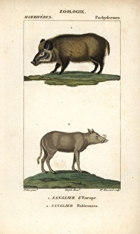 Wild boar, Sus scrofa, and Buru babirusa, Babyrousa Wild boar, Sus scrofa, and Buru babirusa, Babyrousa