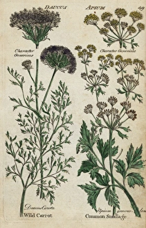 Wild carrot, Daucus carota, and celery, Apium graveolens Wild carrot, Daucus carota, and celery, Apium graveolens