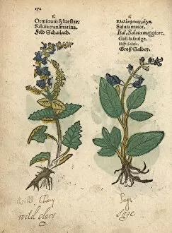 Wild clary sage, Salvia sclarea, and common