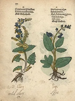 Wild clary sage, Salvia sclarea, and common Wild clary sage, Salvia sclarea, and common