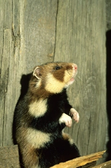 Wild Common Hamster - Checks for danger, feeding Wild Common Hamster - Checks for danger, feeding