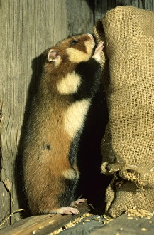 Wild Common Hamster - Checks a sack, feeding in a granary Wild Common Hamster - Checks a sack, feeding in a granary