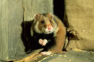 Wild Common Hamster - Feeding in a granary Wild Common Hamster - Feeding in a granary