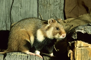 Wild Common Hamster - Feeds in a granary Wild Common Hamster - Feeds in a granary