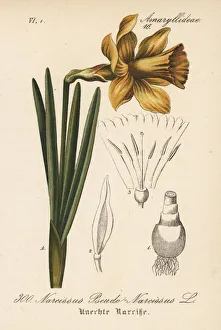 Wild daffodil, Narcissus pseudonarcissus Wild daffodil, Narcissus pseudonarcissus