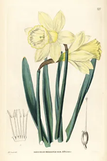 Wild daffodil, Narcissus pseudonarcissus subsp. moschatus Wild daffodil, Narcissus pseudonarcissus subsp. moschatus