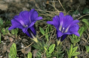 Wild flowers (unidentified) on a mountain plateau Wild flowers (unidentified) on a mountain plateau