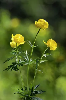 Images Dated 5th June 2010: Wild Globe Flower - summer - June