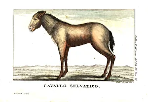 Wild horse of Siberia, or Yakutian horse Wild horse of Siberia, or Yakutian horse