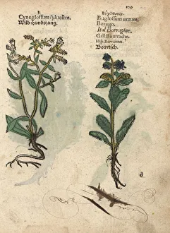 Wild houndstongue, Cynoglossum officinalis Wild houndstongue, Cynoglossum officinalis