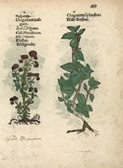 Wild marjoram or oregano, Origanum vulgare