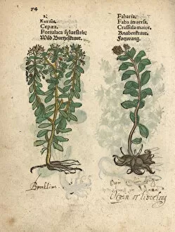 Captions Gallery: Wild purslane, Portulaca oleracea, and orpin