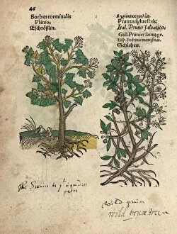 Krauterbuch Gallery: Wild service tree, Sorbus torminalis