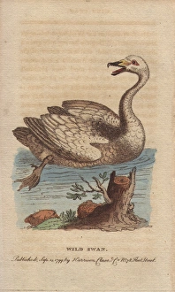 Wild swan, hooper or whooper swan, Cygnus cygnus Wild swan, hooper or whooper swan, Cygnus cygnus