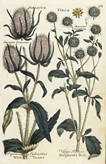 Wild teasel, Dipsacus sylvestris, and shepherds Wild teasel, Dipsacus sylvestris, and shepherds