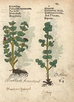 Wild thyme, Thymus serpyllum, and dittany Wild thyme, Thymus serpyllum, and dittany