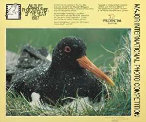 Wildlife Photographer of the Year 1987 Wildlife Photographer of the Year 1987