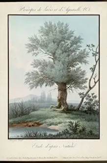 Aquatint Prints For Sale Prints: Willow / Aquatint / 1850
