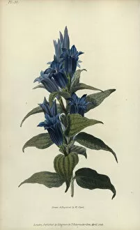 Engraved Gallery: Willow gentian, Gentiana asclepiadea