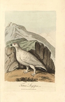 Willow ptarmigan, Lagopus lagopus, in winter plumage Willow ptarmigan, Lagopus lagopus, in winter plumage