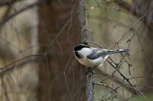 Willow Tit - adult - checks approaching invader Willow Tit - adult - checks approaching invader