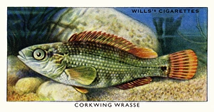 Wills cigarette card - Corkwing Wrasse Wills cigarette card - Corkwing Wrasse