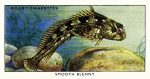 Wills cigarette card - Smooth Blenny Wills cigarette card - Smooth Blenny