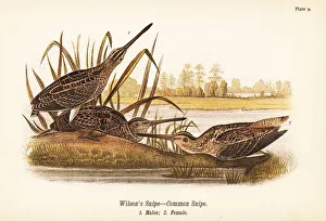 Wilson's snipe or common snipe, Gallinago delicata Wilson's snipe or common snipe, Gallinago delicata