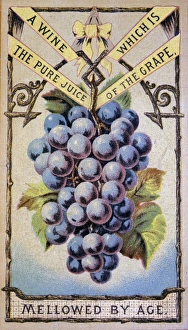 A wine which is the pure juice of the grape A wine which is the pure juice of the grape